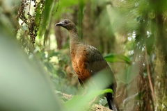 Chamaepetes goudotii