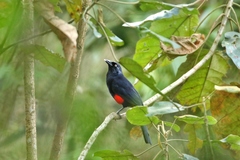 Hypopyrrhus pyrohypogaster