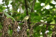 Leptopogon superciliaris