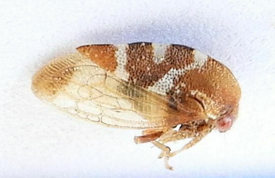 Cyrtolobus arizonae