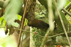 Premnoplex brunnescens