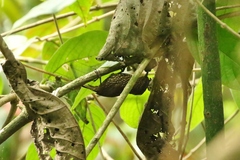 Premnoplex brunnescens