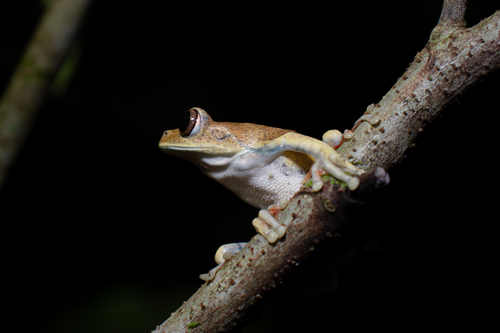 Map Tree Frog