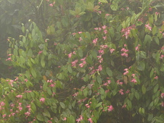 Cavendishia tarapotana