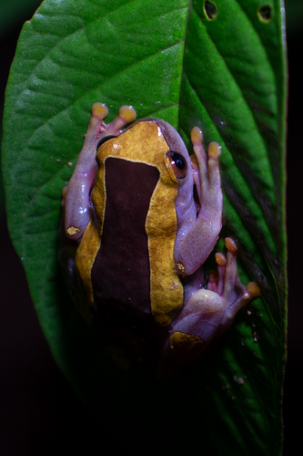 Variable Clown Tree Frog