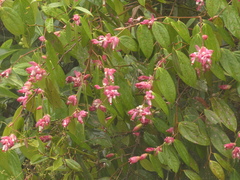 Cavendishia tarapotana