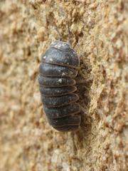 Armadillo officinalis