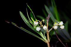 Ornithostaphylos oppositifolia
