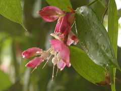 Cavendishia tarapotana
