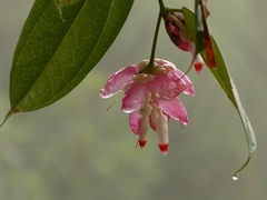 Cavendishia tarapotana