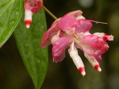 Cavendishia tarapotana