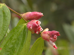 Cavendishia tarapotana