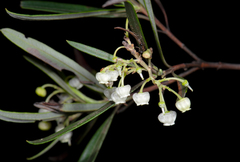 Ornithostaphylos oppositifolia