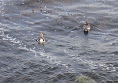 Tachyeres brachypterus