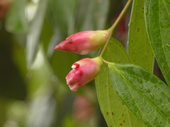 Cavendishia tarapotana