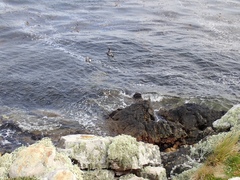 Tachyeres brachypterus