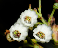 Ornithostaphylos oppositifolia