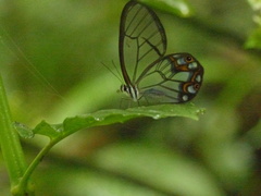 Pseudohaetera hypaesia