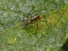 Hypselonotus linea