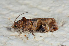 Lobesia botrana
