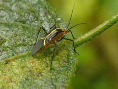 Hypselonotus linea