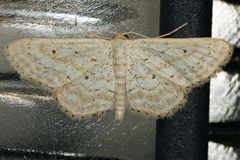 Idaea elongaria