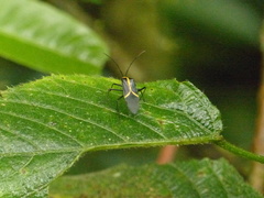 Hypselonotus linea