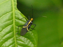 Hypselonotus linea