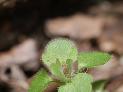 Cochlidiosperma