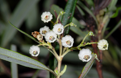 Ornithostaphylos oppositifolia