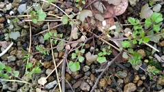 Cardamine occulta