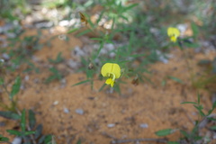 Crotalaria cornu-ammonis