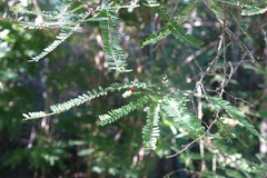Phyllanthus casticum