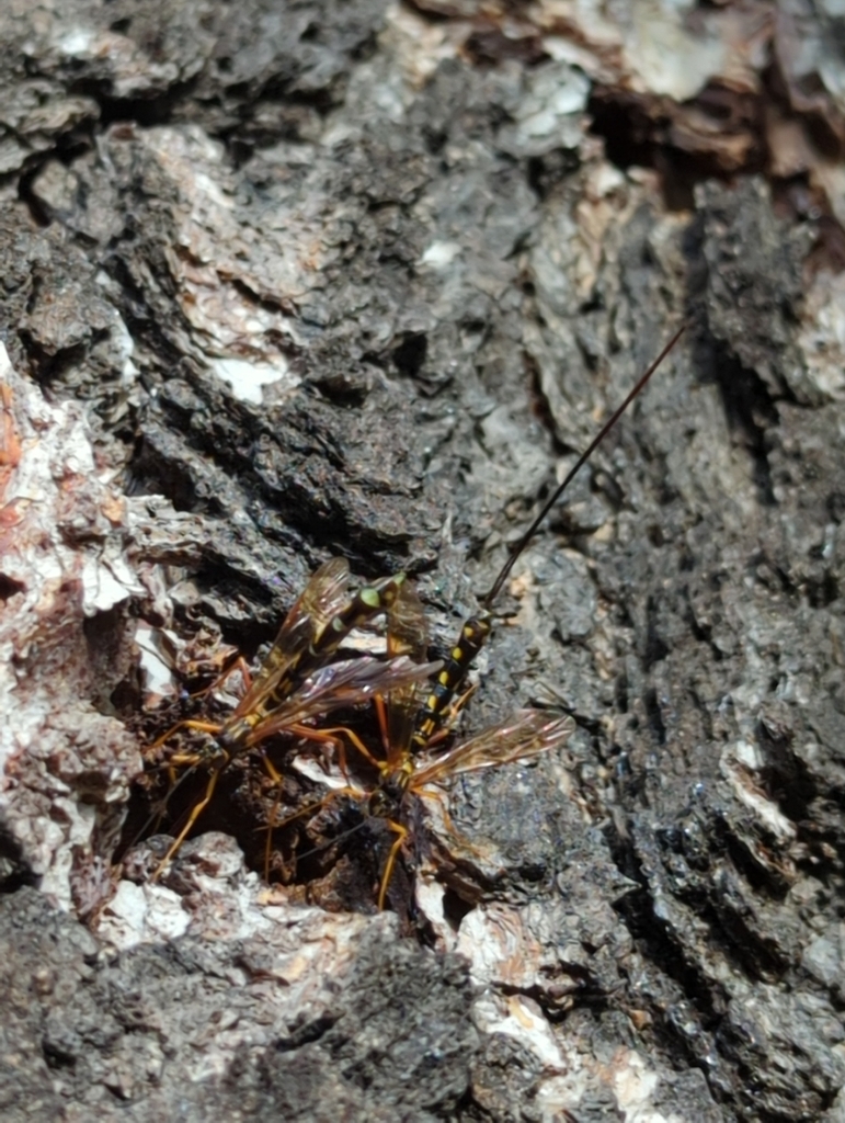 Megarhyssa superba
