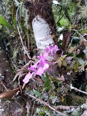 Comparettia macroplectron