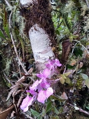 Comparettia macroplectron