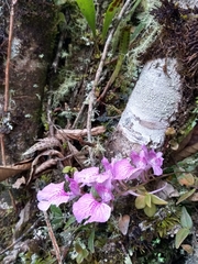 Comparettia macroplectron