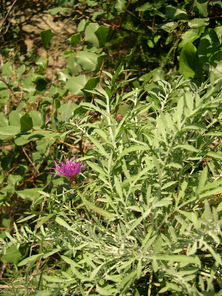 Centaurea pseudocineraria