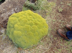 Bolax gummifera