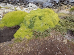 Bolax gummifera