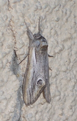 Opsigalea blanchardi