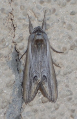 Opsigalea blanchardi