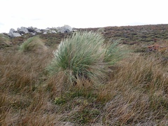 Poa flabellata