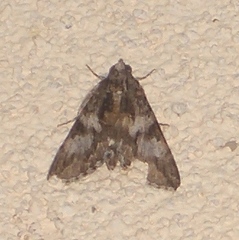 Melipotis jucunda