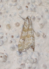 Hellula