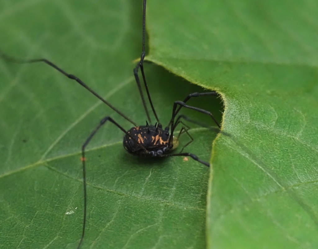 Paranemastoma superbum from Мцване Концхи, Батуми, Грузия on September ...