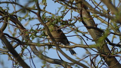 Fringilla coelebs