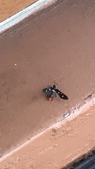 Syntomeida epilais