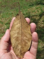 Chionanthus pubescens