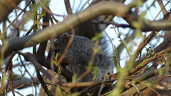 Sciurus carolinensis